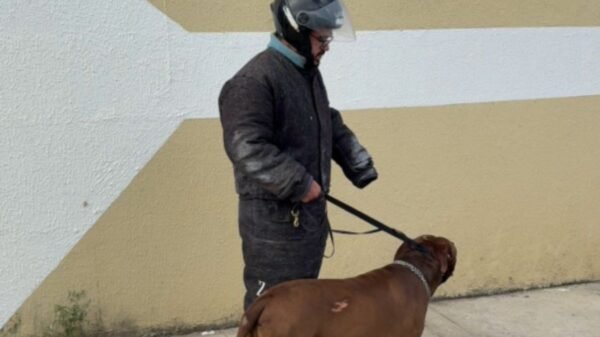 Pitbull é resgatado após ataque que terminou com a morte de um idoso em Extremoz, na Grande Natal.