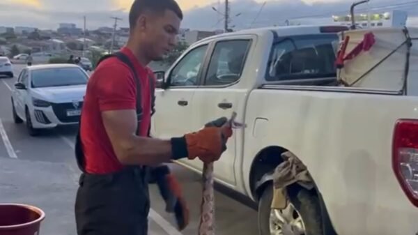 Animal foi encontrado dentro de veículo e retirado com segurança por equipe especializada