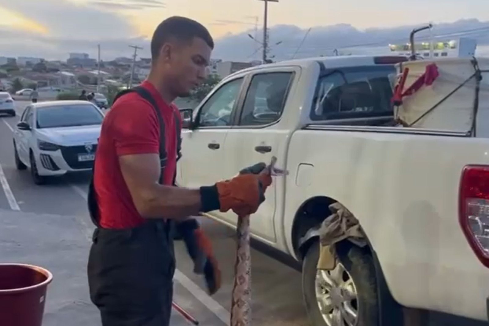 Animal foi encontrado dentro de veículo e retirado com segurança por equipe especializada