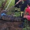 Jacaré resgatado Janduís na zona rural