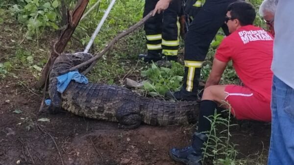 Jacaré resgatado Janduís na zona rural