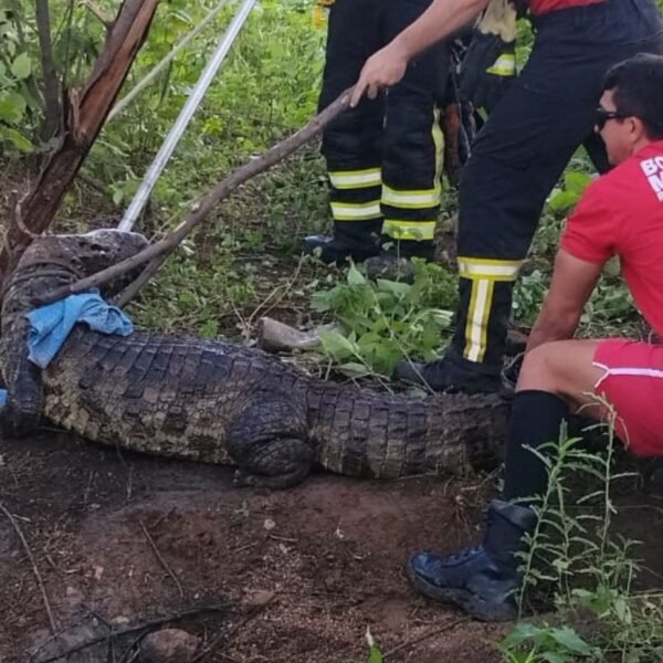 Jacaré resgatado Janduís na zona rural