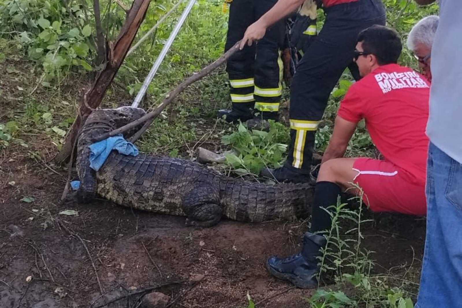 Jacaré resgatado Janduís na zona rural