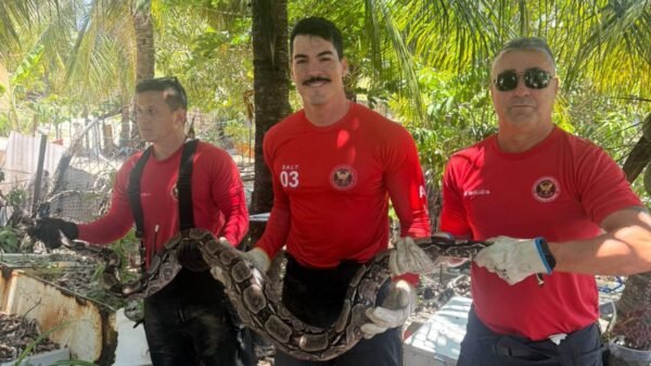 Bombeiros resgatam jiboia na zona norte de Natal