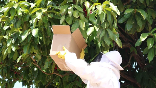 População não deve tentar remover ou provocar os insetos