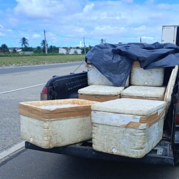 PRF apreende mais de 250 kg de pescado sem documentação em rodovias do RN. Cargas foram encaminhadas ao Ibama.