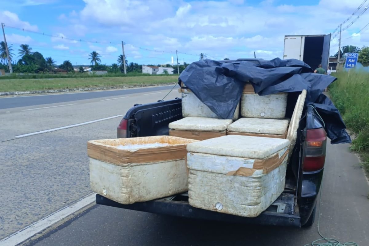 PRF apreende mais de 250 kg de pescado sem documentação em rodovias do RN. Cargas foram encaminhadas ao Ibama.